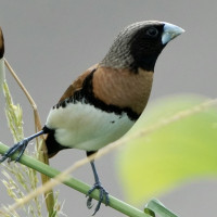 Chestnut-breasted Mannikin